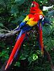 Click image for larger version

Name:	scarlet-macaw.jpg.jpg
Views:	951
Size:	42.1 KB
ID:	12471