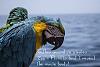 Click image for larger version

Name:	parrot-pirate-treasure-bird.jpg
Views:	304
Size:	202.0 KB
ID:	86974